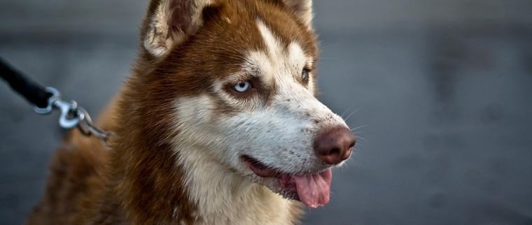 husky sibérien